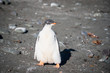 Gentoo chick alone