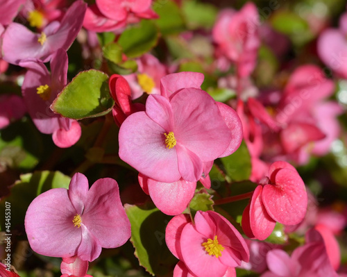 Photo: pink begonia flower plants , selective focus pink begonia flower plants , selective focus