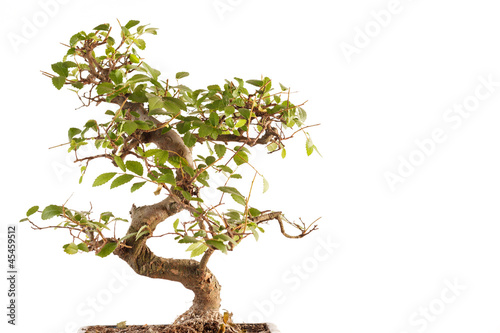 Photo: bonsai tree bonsai tree