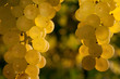 Weinreben 12.602