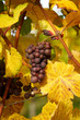 Foto: Detail of traminer grapes in vineyard Detail of traminer grapes in vineyard