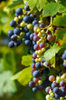 Foto: Detail of traminer grapes in vineyard Detail of traminer grapes in vineyard