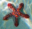 Starfish
