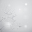 Flowers Anise / Soft black-and-white floral background