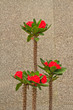 euphorbia milii flowers