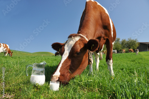Photo: Cow and jug of milk. Emmental region, Switzerland Cow and jug of milk. Emmental region, Switzerland
