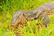 water monitor
