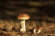 Photo: mushroom mushroom