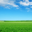 green field and blue sky with light clouds