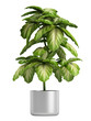 Fresh branchy home plant