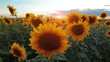 flowering sunflowers on a background cloudy sky