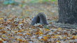 Squirrel in the park finds and eats acorns in autumn.