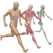 High resolution conceptual 3D human ideal for anatomy, medicine
