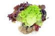 Salat