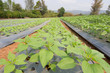 Rows of  sunflower on  agriculture field.