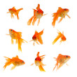 Gold fish. Isolation on the white