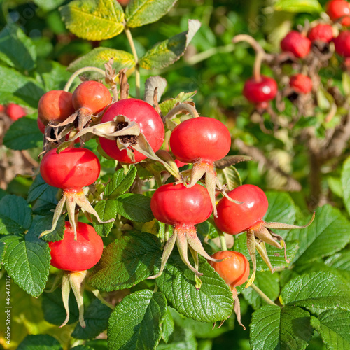 Photo: Kartoffelrose - Rosa rugosa Kartoffelrose - Rosa rugosa
