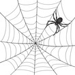 A Spiderweb with Spider