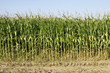 Foto: maize field agriculture maize field agriculture
