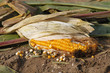 Foto: maize corn harvest maize corn harvest