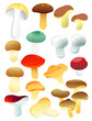 Set of mushrooms