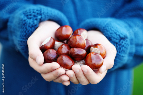Photo: little hands with chestnuts little hands with chestnuts