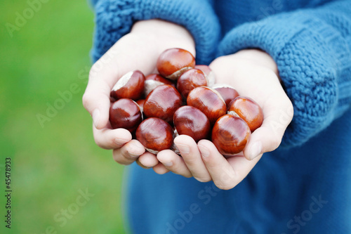 Photo: little hands with chestnuts little hands with chestnuts