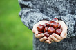little hands with chestnuts