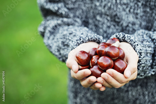 Photo: little hands with chestnuts little hands with chestnuts