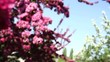 Steadycam shot: Frühlingsblüte_06
