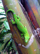 Green Madagascar taggecko on a palm tree
