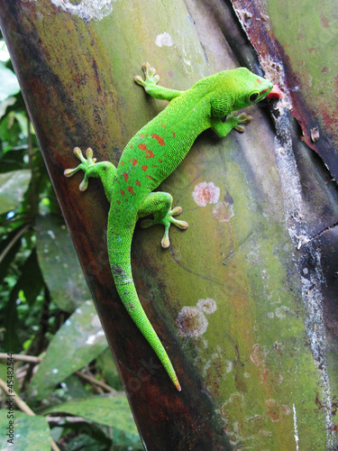 Photo: Green Madagascar day gecko on a palm tree Green Madagascar day gecko on a palm tree