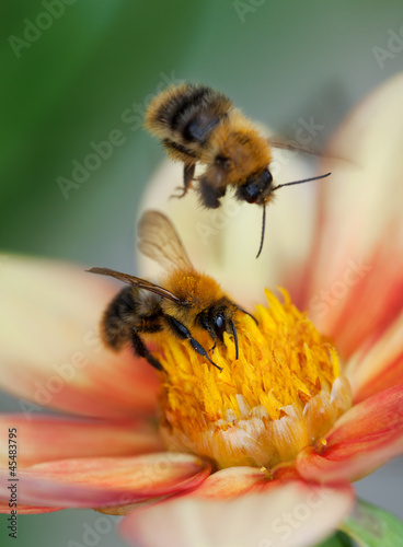 Photo: Two honey bees on dahlia flower Two honey bees on dahlia flower