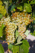 A wine vineyard in France