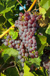 A wine vineyard in France