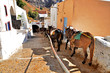 Donkey Waiting For Passengers ...
