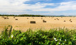 Photo: Blue skies over corn fields in England Blue skies over corn fields in England