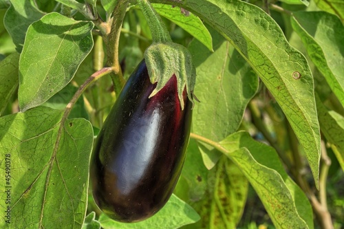 Photo: eggplant eggplant