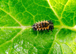 Marienkäfer-Larve auf Blatt Draufsicht