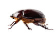 European rhinoceros beetle female "Oryctes nasicornis" species