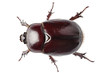 European rhinoceros beetle female "Oryctes nasicornis" species