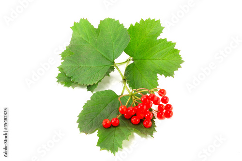 Photo: twig viburnum twig viburnum