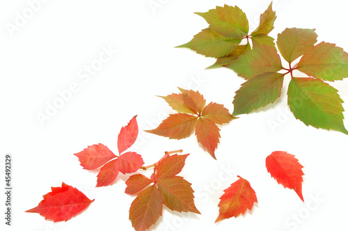 Photo: colorful autumn leaves colorful autumn leaves