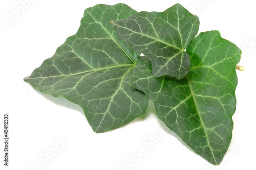 Photo: green ivy leaves green ivy leaves
