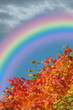 Regenbogen am wundervollen Herbsttag