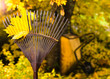 Photo: Rake and leaf Rake and leaf