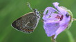 Video: butterfly (Polyommatus icarus) proboscis combing own "bangs" butterfly (Polyommatus icarus) proboscis combing own "bangs"