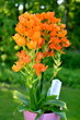 Potted Orange Star Flower