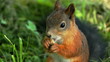 Squirrel lunching