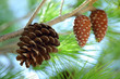 Photo: Pine Cone Pine Cone